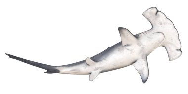 Çekiç başlı köpekbalığı okyanusta zarifçe yüzüyor..