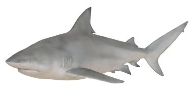 Boğa köpekbalığının gerçekçi tasviri