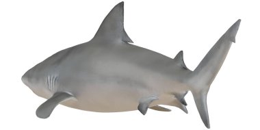 Büyük beyaz köpekbalığının gerçekçi 3 boyutlu tasviri.