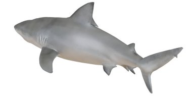 Görkemli köpekbalığı berrak sularda yüzüyor..