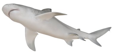 Okyanusta yüzen görkemli köpekbalığı.