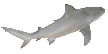 Görkemli köpekbalığı berrak sularda yüzüyor.