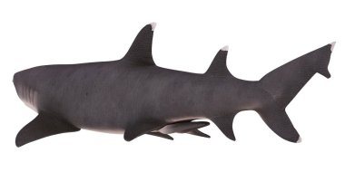 Okyanustan gelen olgun bir köpekbalığının gerçekçi modeli.