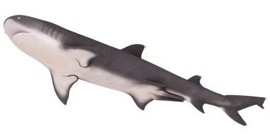 Bir kaplan köpekbalığının 3 boyutlu gerçekçi canlandırması