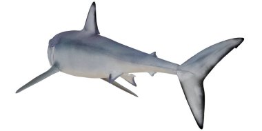 Büyük beyaz köpekbalığı okyanusta yüzmeye.