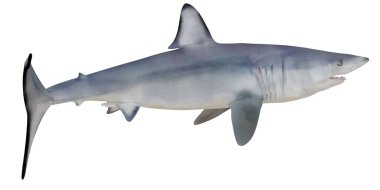 Kısa mako köpekbalığının detaylı çizimi