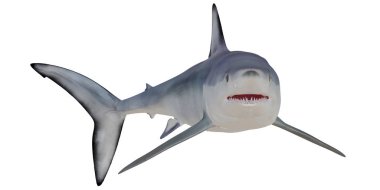 Büyük beyaz köpekbalığı beyaz arka plana karşı