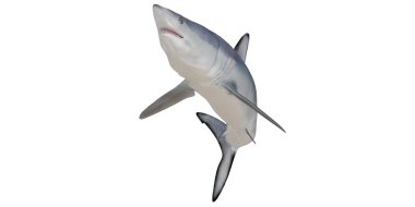 Büyük beyaz köpekbalığının 3 boyutlu canlandırması