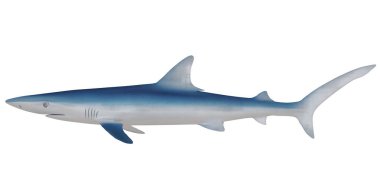 Mavi köpekbalığı modelinin yan görüntüsü.