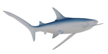 Profil Görünümünde Zarif Harman Köpekbalığı