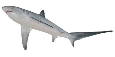 Suda yüzerken çok zarif bir köpekbalığı..