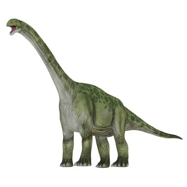 Beyaz arka planda gerçekçi Brachiosaurus dinozor modeli.