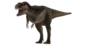 Gerçekçi T-Rex dinozoru şiddetle gürlüyor..