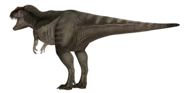 Ayrıntılı yan profilde Tyrannosaurus rex