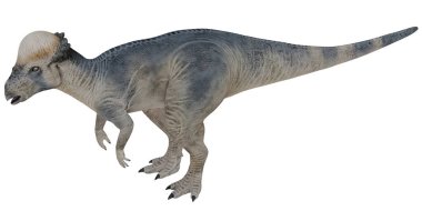 Kafatası kubbe şeklinde bir dinozorun detaylı çizimi.