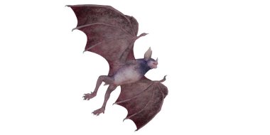 Uçan yarasanın detaylı çizimi.