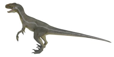 Velociraptor dinozorunun gerçekçi tasviri.