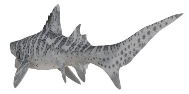 Benekli köpekbalığının gerçekçi 3 boyutlu modeli