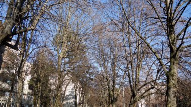 Sakin bir şehir parkında çıplak ağaçlar.