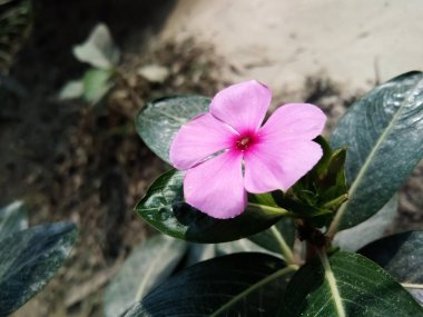 Güzel pembe bir Pelerin menekşe (Catharanthus Roseus) çiçeğinin sığ odağı