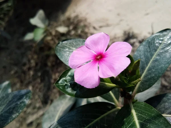 Güzel pembe bir Pelerin menekşe (Catharanthus Roseus) çiçeğinin sığ odağı