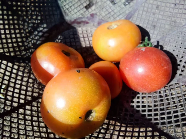 Yıpranmış bir domatesin seçici odağı