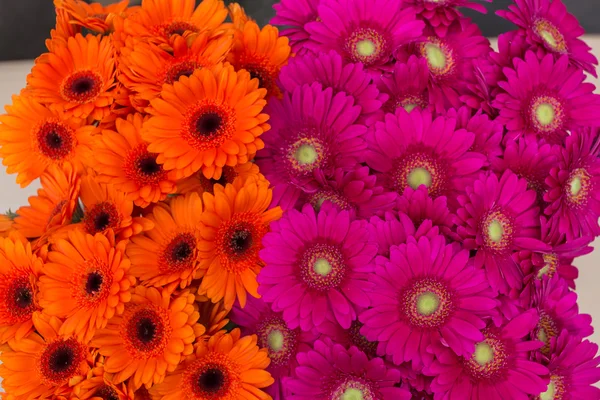 오렌지와 핑크 거 베라, 평면도의 아름 다운 무리 — 스톡 사진