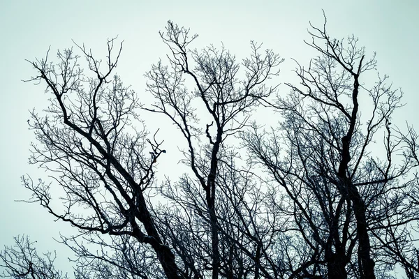 Las copas de los árboles fotografiados desde abajo. Fondo como una película de terror . —  Fotos de Stock