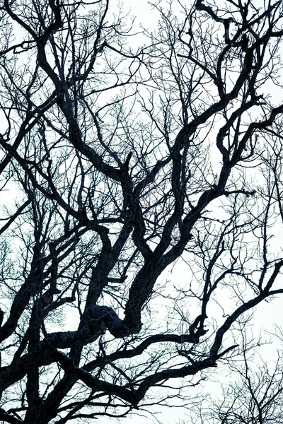 De toppen van de bomen. Achtergrond als in een horrorfilm. — Stockfoto