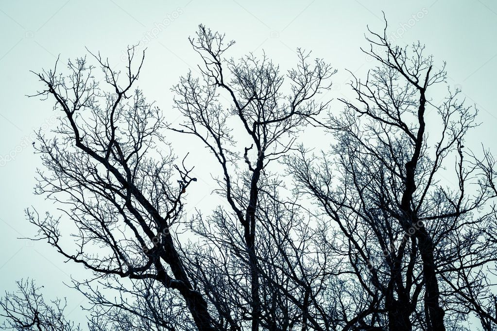 The tops of trees photographed from below. Background like a horror movie.