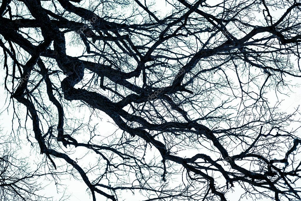 The tops of trees photographed from below. Background like a horror movie.