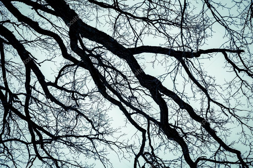 The tops of trees photographed from below. Background like a horror movie.