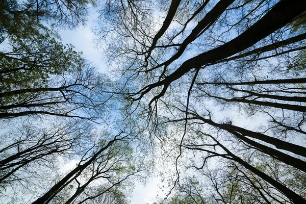 The tops of trees photographed from below, the symbol of the spring. — Stock Photo, Image