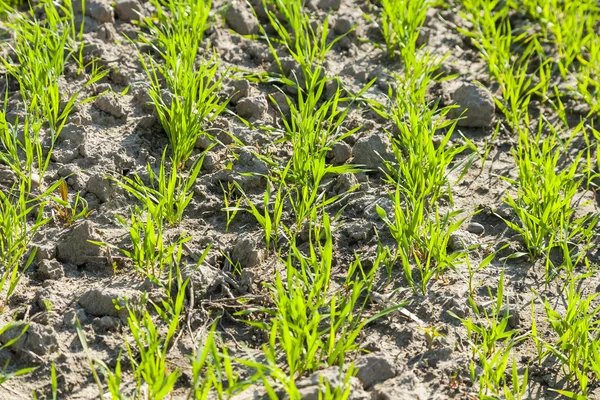 Germinating grain, young plants in plowed soil. — Stock Photo, Image