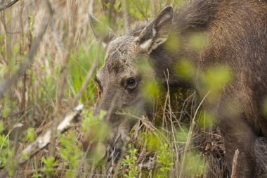 Doğal çevre bataklık geyiği. Biebrza bataklıklar Ulusal Park.