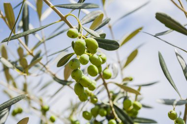 Zeytin dalı, İtalyan mutfağı.