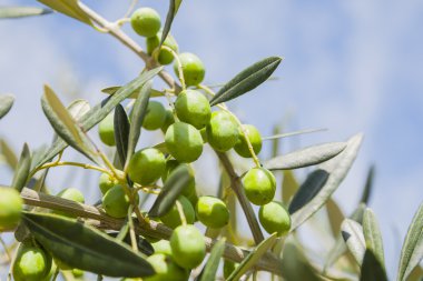 Zeytin dalı, İtalyan mutfağı.