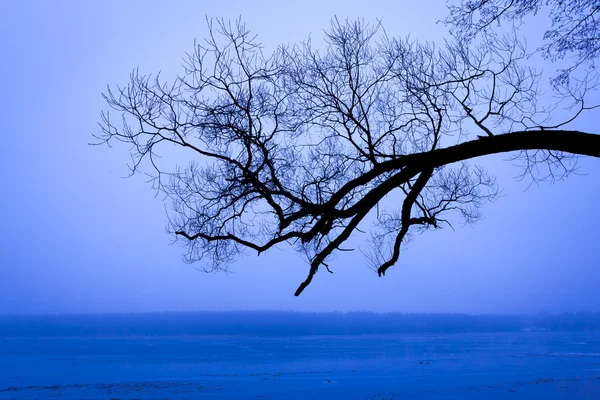 Tree in fog. — Stock Photo, Image