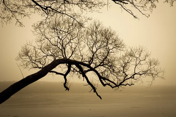 Дерево в тумане. — стоковое фото