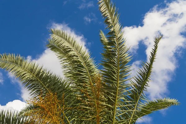 Palm trees. — Stock Photo, Image