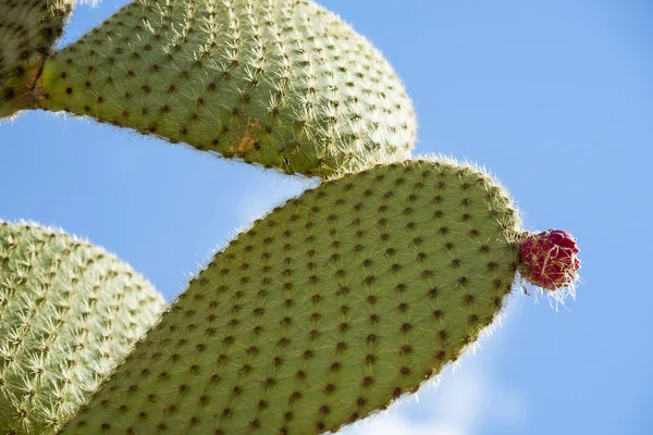 Pêra espinhosa cacto com frutas na cor roxa — Fotografia de Stock