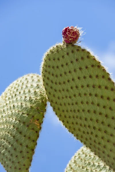 Prickly pear cactus with fruit in purple color — Stock Photo, Image