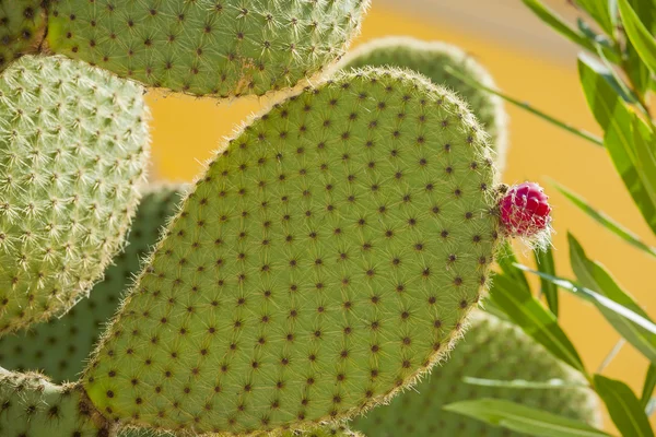Fügekaktusz kaktusz gyümölcs-lila színű — Stock Fotó