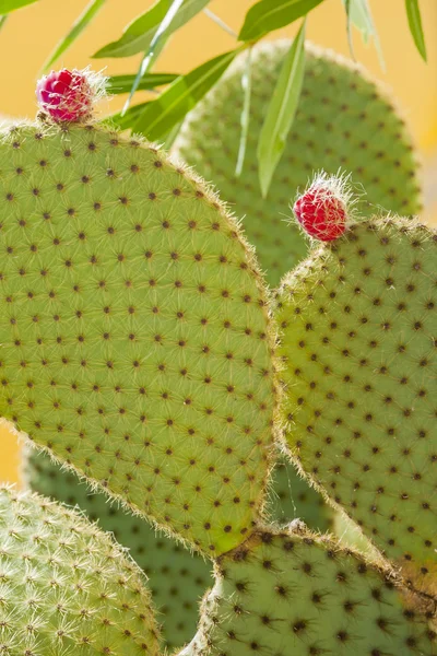 Cactus de poire piquante avec des fruits de couleur pourpre — Photo