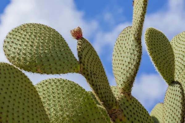 Feigenkaktus mit Früchten in violetter Farbe — Stockfoto