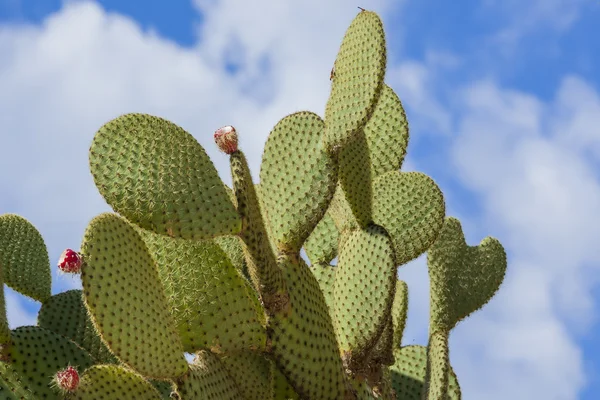 Pêra espinhosa cacto com frutas na cor roxa — Fotografia de Stock