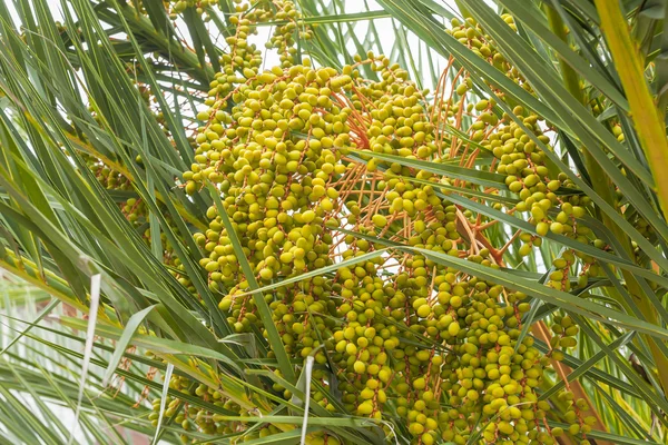 Date palm fruit.