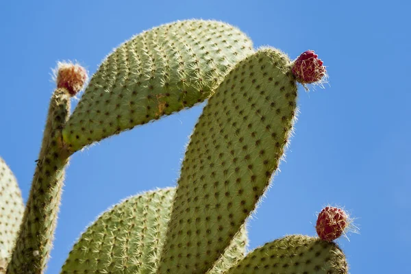 Prickly pear cactus met fruit in paarse kleur — Stockfoto