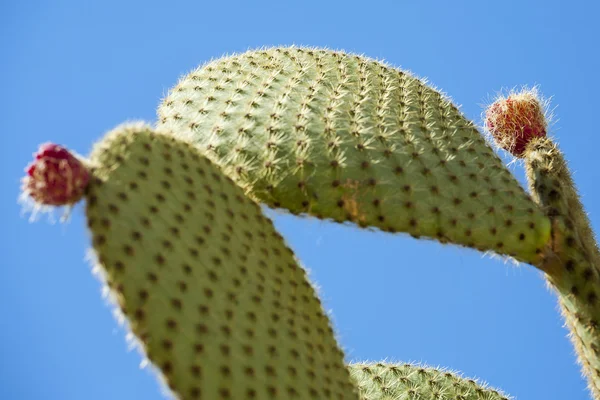 Feigenkaktus mit Früchten in violetter Farbe — Stockfoto