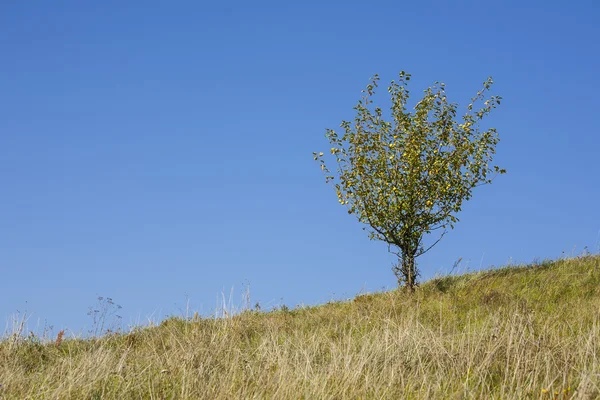 Lonely tree. — Stock Photo, Image